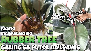 ANG TAMANG PUTOL AT MAGPALAKI NG RUBBER PLANT😲 FASTEST METHOD/PUTOL SA SANGA #ERNA MACOG @SUBSCRIBER