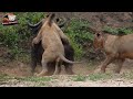 Epic battle of life and death lion against big bull