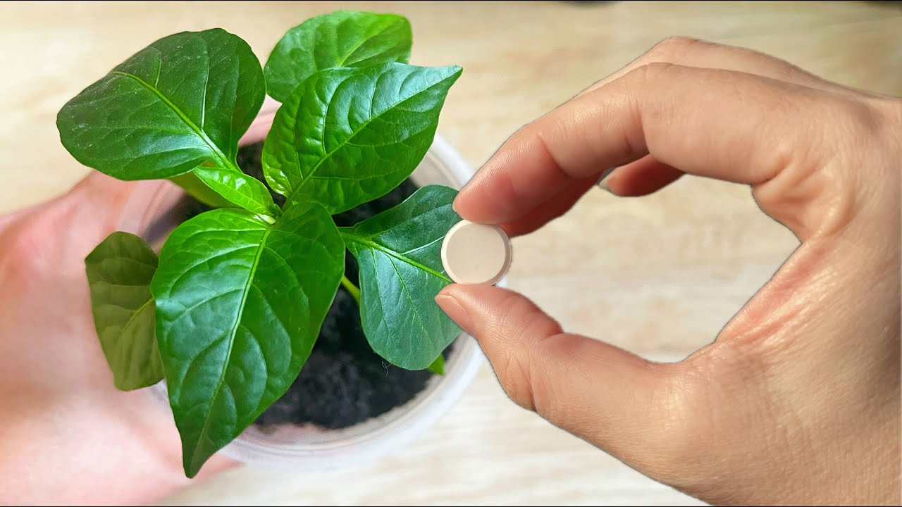 Рассада зеленеет и растет на глазах! Одна таблетка на литр воды ...