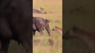 Sırtlan Kötü Yerden Isırdı ✔️✔️😱 🐃🐅