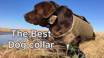 D.T. Systems Training Collar Review: H2O 1820 PLUS CoverUp CAMO