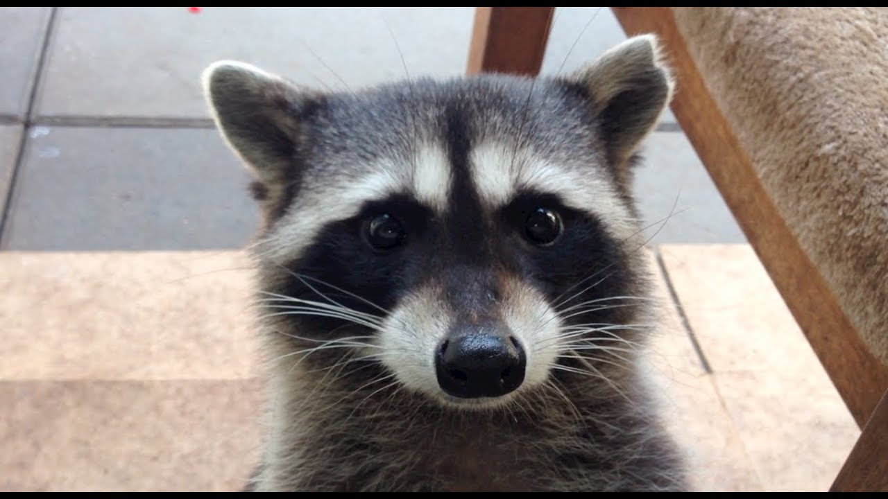 Fred the Friendly Raccoon - Part 27 - YouTube