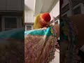 না মুর্শেদ🤣🤣#birds #trending #parrot #viral #lovebirds #shorts #memes #funny
