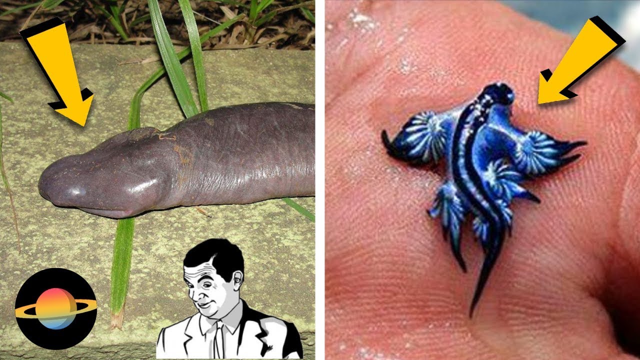 10 najdziwniejszych zwierząt na świecie