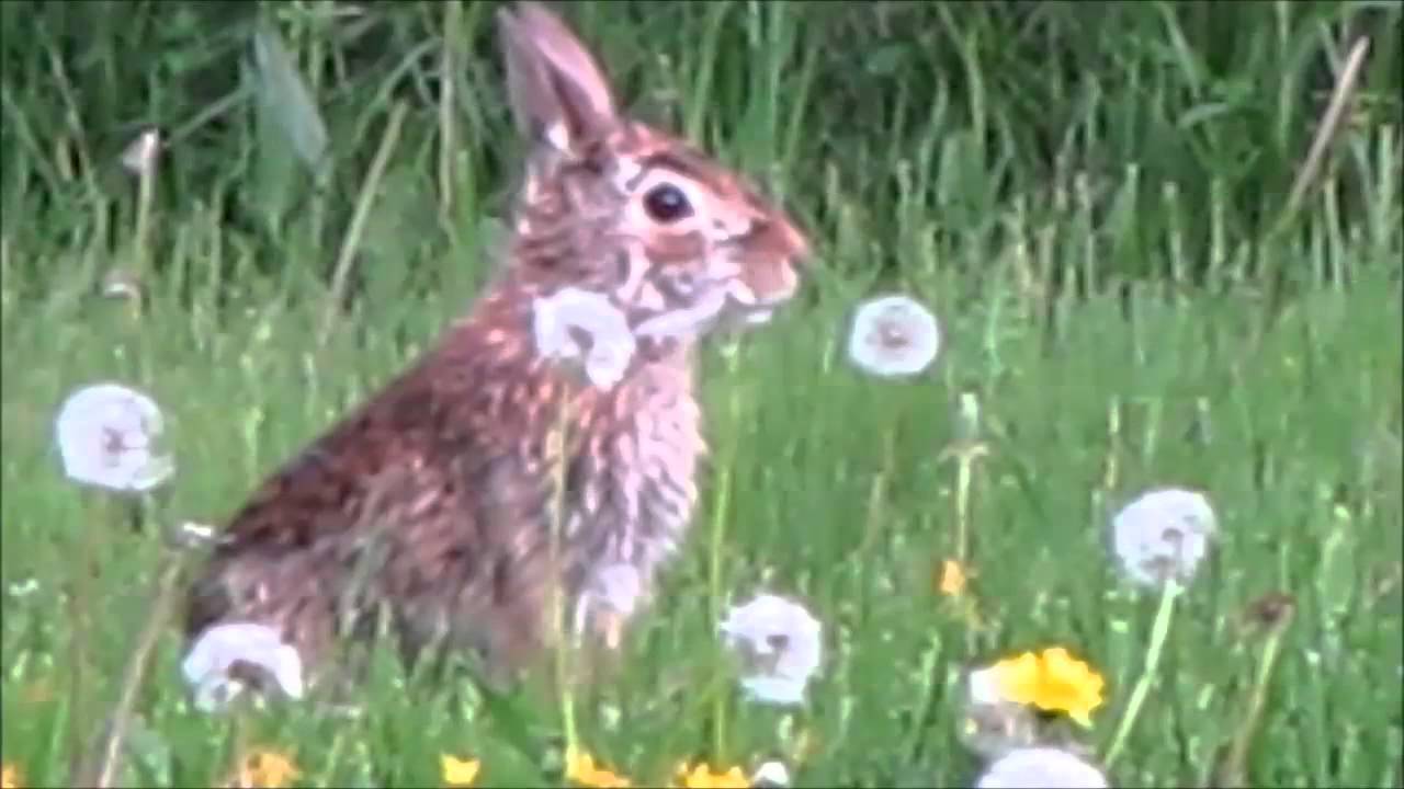 Dandelions spiral when rabbits eat them sloop like spagetti YouTube