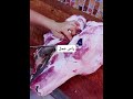 طريقه جرم راس العجل الشيف نخنوخ تعلم مع تحدي مطعم 