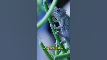 You think chameleons change color to blend in ✨