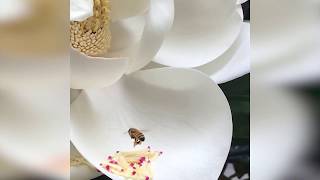 Bee gathers pollen in NYC