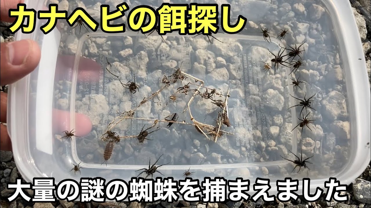 カナヘビに謎の蜘蛛をあげてみた【爬虫類】捕食動画　虫採集　この蜘蛛の名前はなんですか？