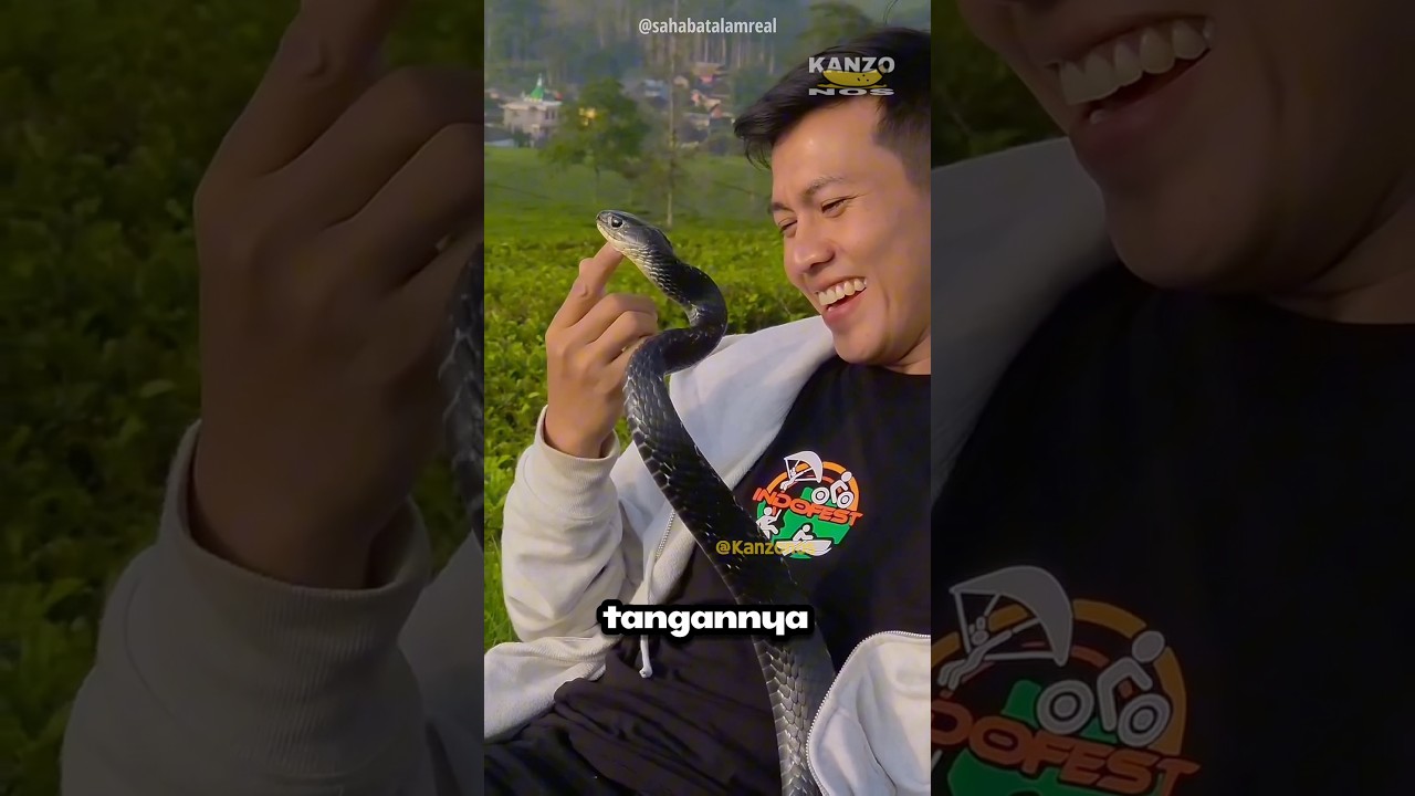 Pria Ini Bermain Dengan Kobra Peliharaannya 😳