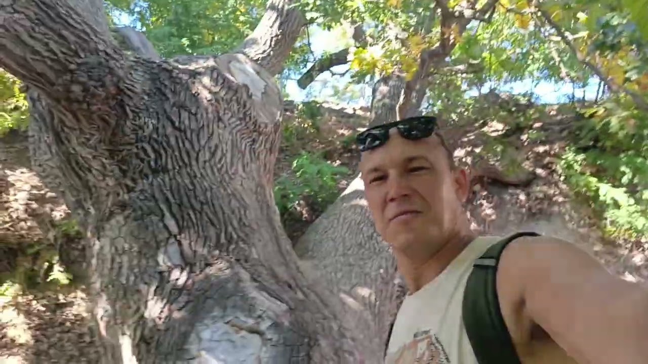 Старый дуб на берегу Волги