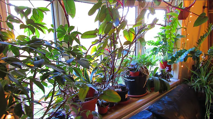 My Houseplants and Cacti & Succulents Indoor Plant Collection Tour - Update