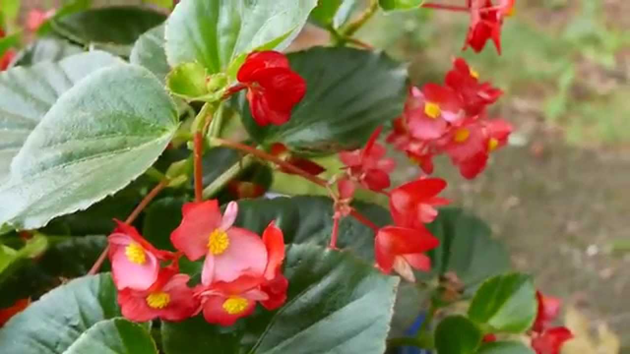 Panasonic LX100 Full HD Sample VIdeo