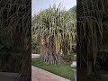 Hala Tree || Pandanus Tectorius #plants