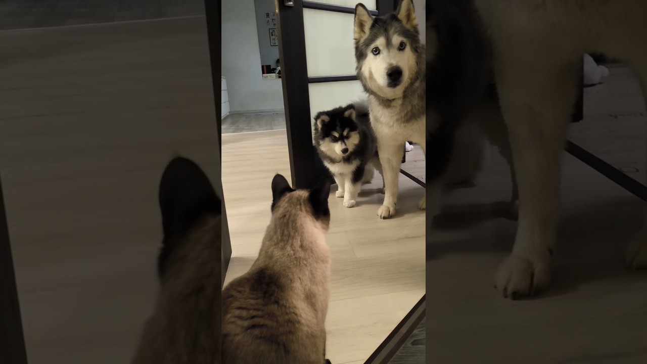 Кошачья непроходимость