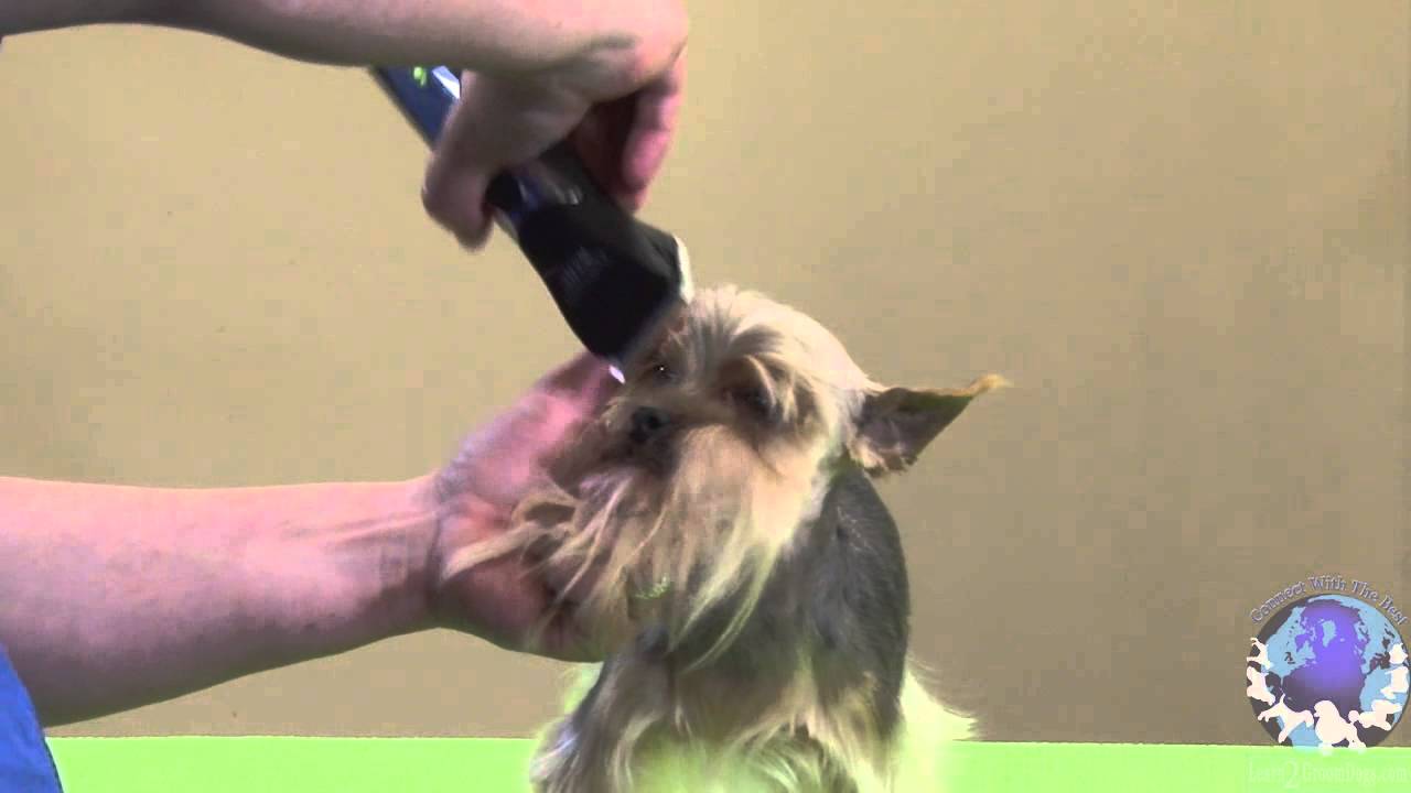 schnauzer cut on a yorkie