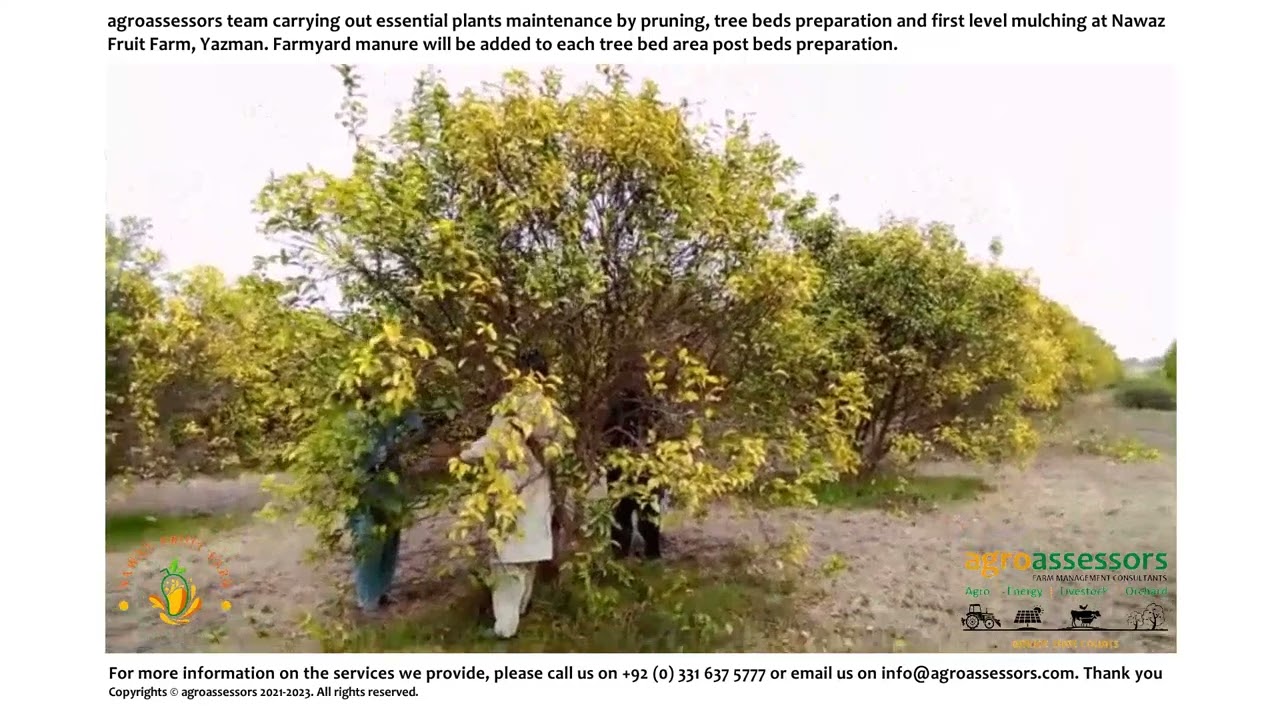 Citrus Fruit Orchard pruning, tree beds preparation and mulching at Nawaz Fruit Farm, Yazman