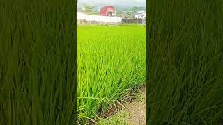 Panorama desa dan sawah
