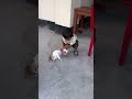Meaw meaw #trending # #hindi kids rhyme #youtubeshorts #entertament DT shorts