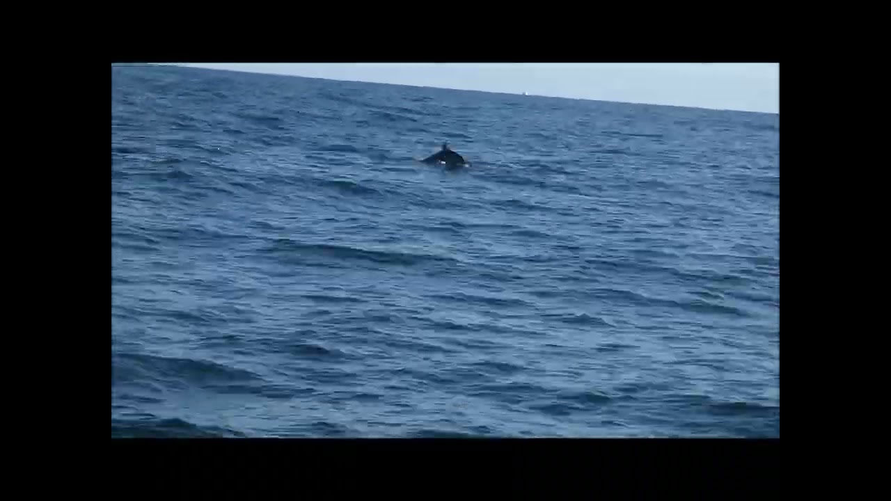 Fin whales , a Minke whale and  Common dolphins ,24 th Sept