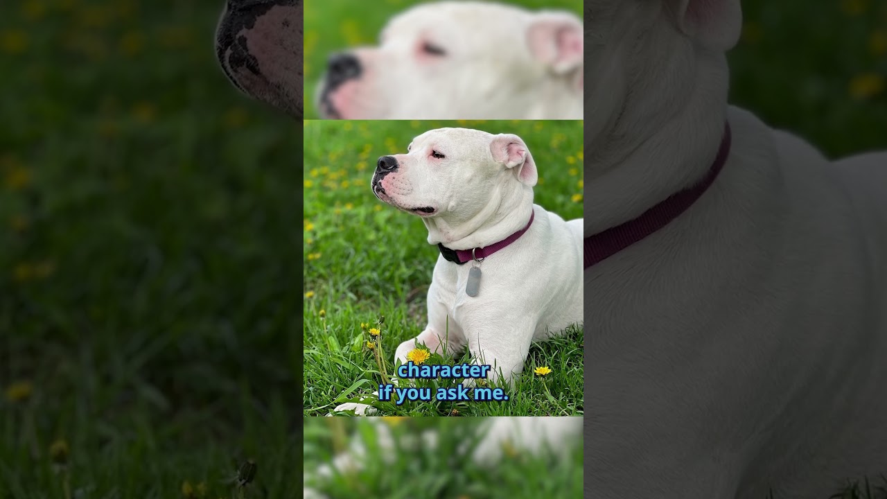 Caring for Special Needs Dogs