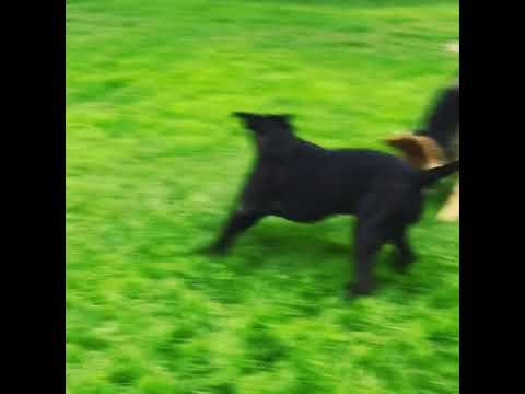 Pitbull Vs Berger Allemand Youtube