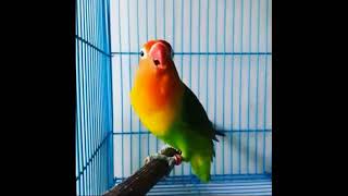 Begini Bunyi LoveBird Ngetik Ngekek Panjang Terbukti Ampuh Pemancing Love Bird langsung Ikut Ngekek