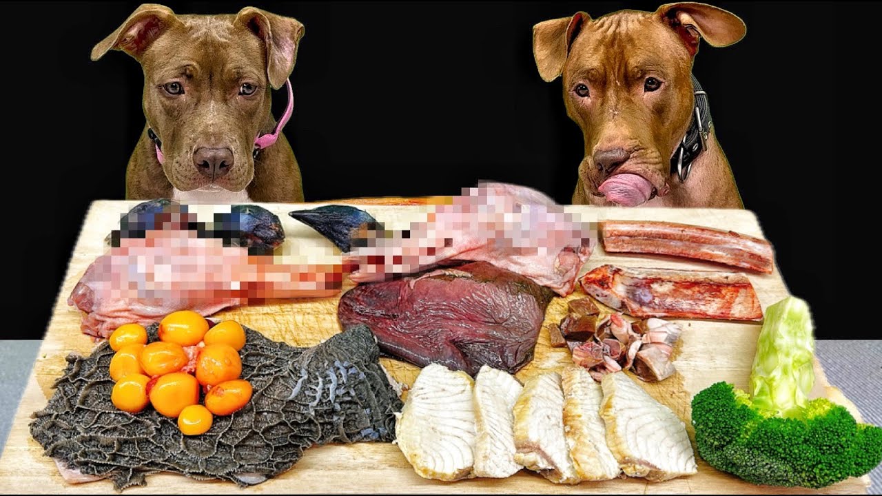 Лучшие звуки поедания мяса питбулем | Сырое мясо | ASMR-подборка