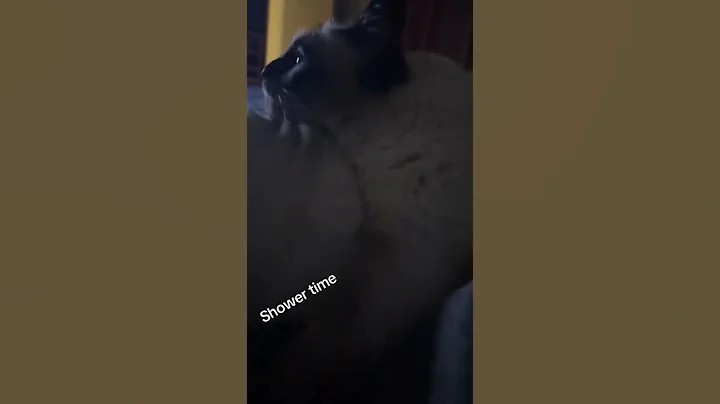 Video 7577561: ragdollkittens cat, cat shower