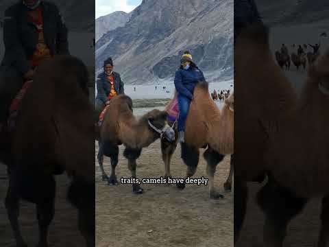 Deserts Superpower Why Camels Are UNBEATABLE