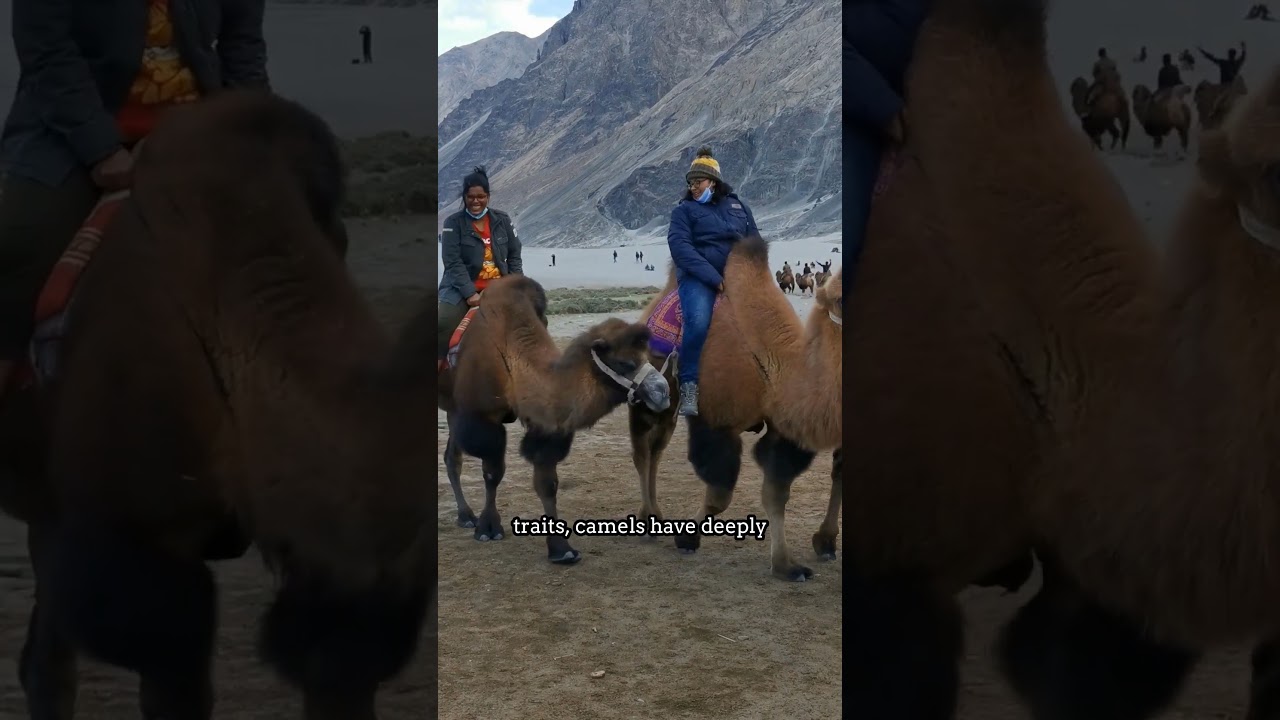 🐫 Deserts' Superpower: Why Camels are UNBEATABLE!