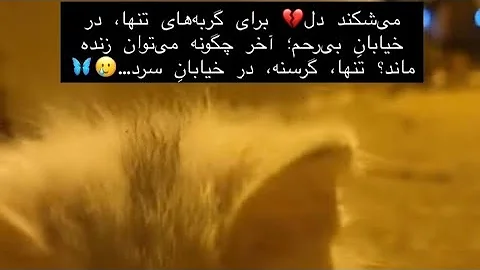 الان زیباشد.Rescue the cat, then it became very beautiful.