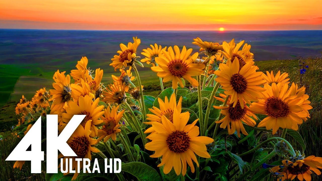 4K Nature Collection: Breathtaking Natural Beauty in 4K Ultra HD