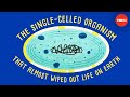 How a single-celled organism almost wiped out life on Earth - Anusuya Willis