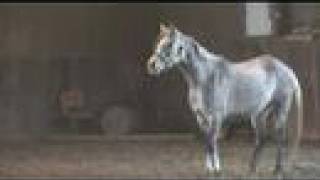 RWR Khalahari, 2004 Arabian Gelding, TrainMyHorse