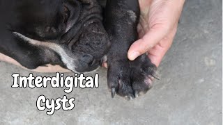 Bully Skin Problem 2024 | Interdigital Cysts Home Treatment