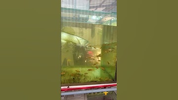 thả hàng trăm con cá chép vào nuôi chung với cá săn mồi ngân long #pet #animals #short #fish #baopet