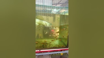 thả hàng trăm con cá chép vào nuôi chung với cá săn mồi ngân long #pet #animals #short #fish #baopet