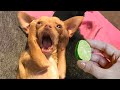 Funniest Animals - Best Of The 2021 Funny Animal Videos #10