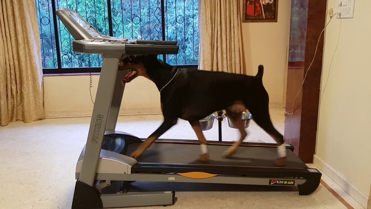 Dog On Treadmill Doing His Routine Exercise