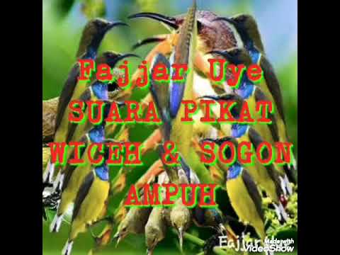 SUARA PIKAT wiceh dan sogon ampuh bos