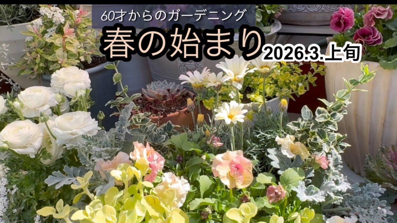 春の始まり　2026.3.上旬