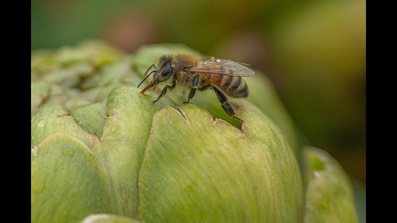 Fungi and Honeybees
