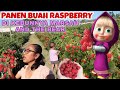 PANEN RASPBERRY, BUAH KESUKAANNYA MARSHA AND THE BEAR