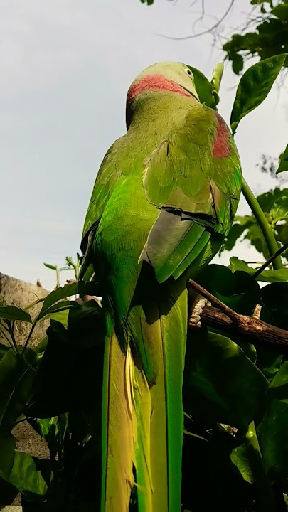 parrot natural voice 🦜🦜🦜 #parrotsounds #youtubeshorts #talkingparrot #greenparrot #birdsounds