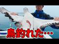 【衝撃】青物狙ってたら、鳥が釣れました。