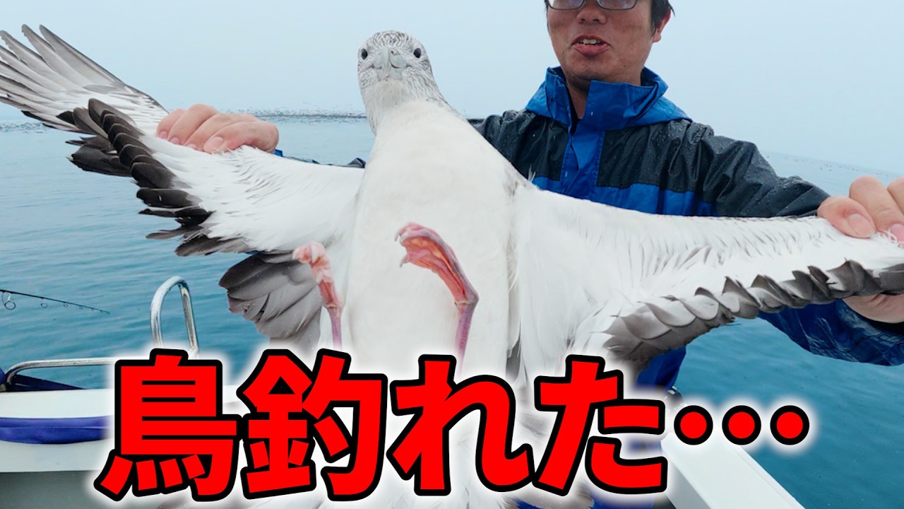 【衝撃】青物狙ってたら、鳥が釣れました。