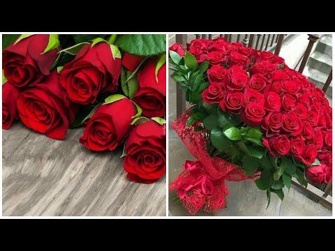 Red roses WhatsApp dps images wallpaper pics collection | Red bouquet | GIRLS CORNED