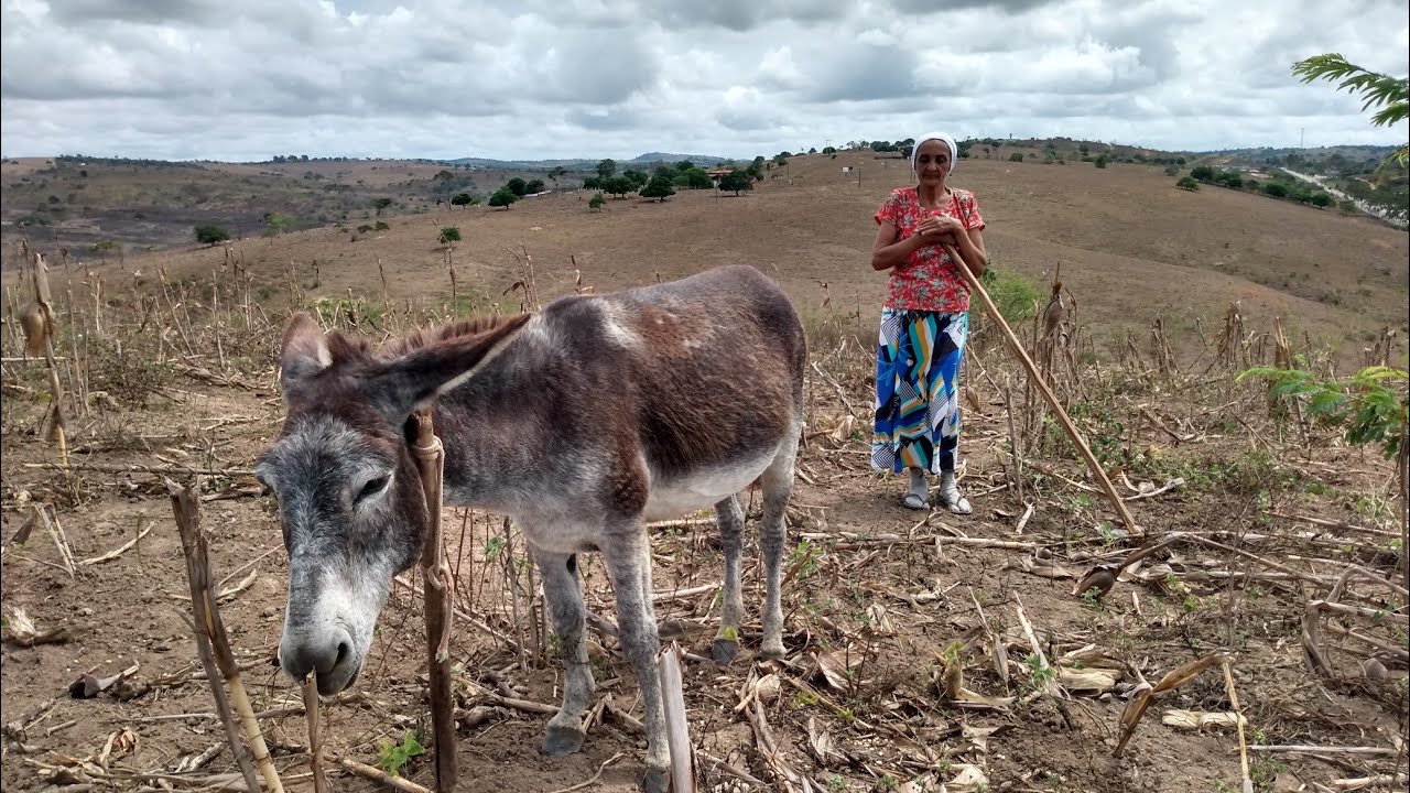 Agricultores  esperando as chuvas para iniciar os plantios de milho e feijão / Angelim / PE