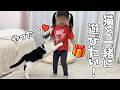 2歳の娘が猫のために買ってきたお土産に大喜びしすぎて、まさかのこうなりました…w